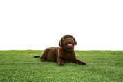 Artificial Grass Cleaner | AstroTurf Pet Odour Deodoriser | Liquipak