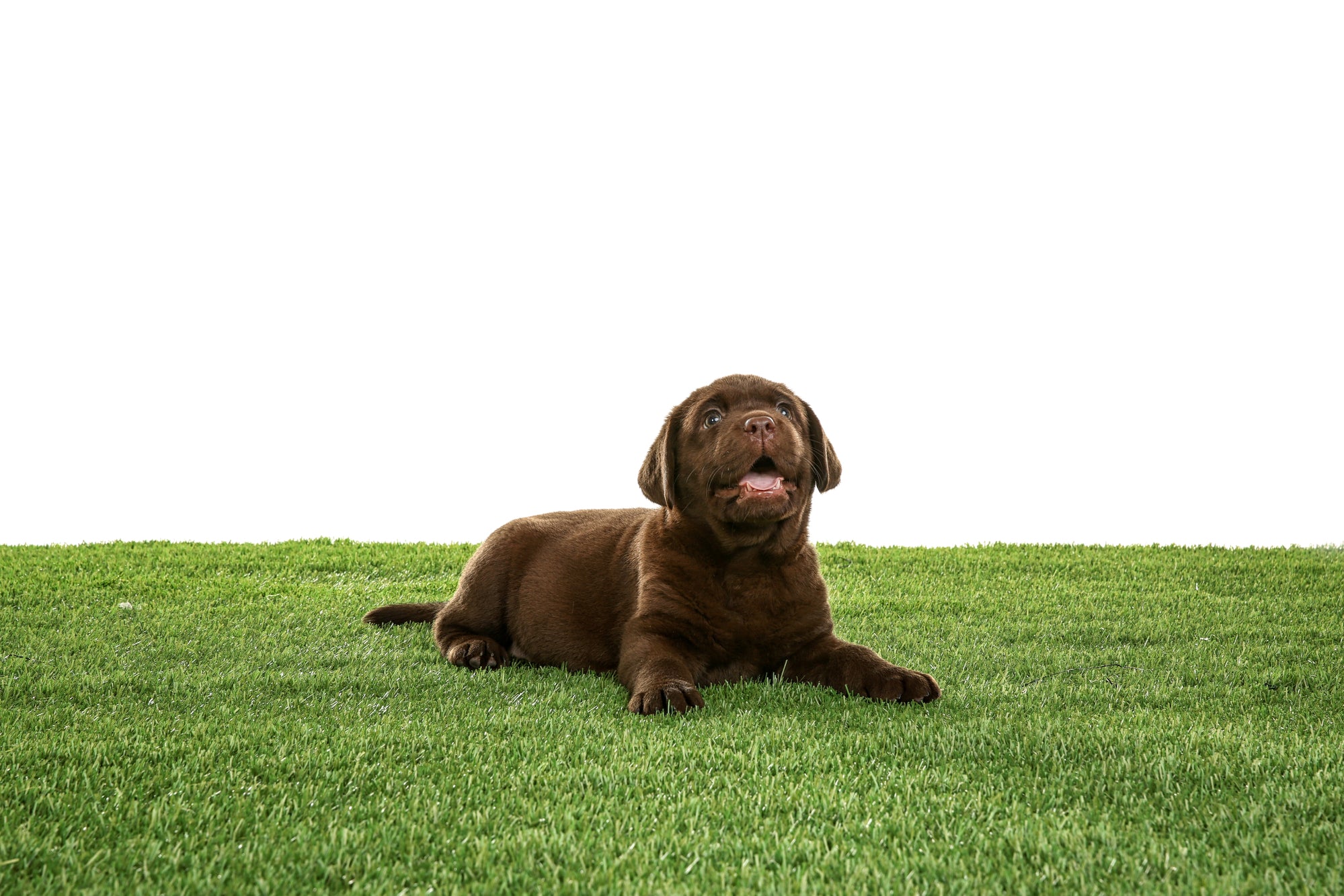 Artificial Grass Cleaner | AstroTurf Pet Odour Deodoriser | Liquipak