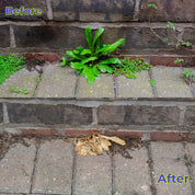 Comparison of a garden bed with plants before and after maintenance on a brick wall.