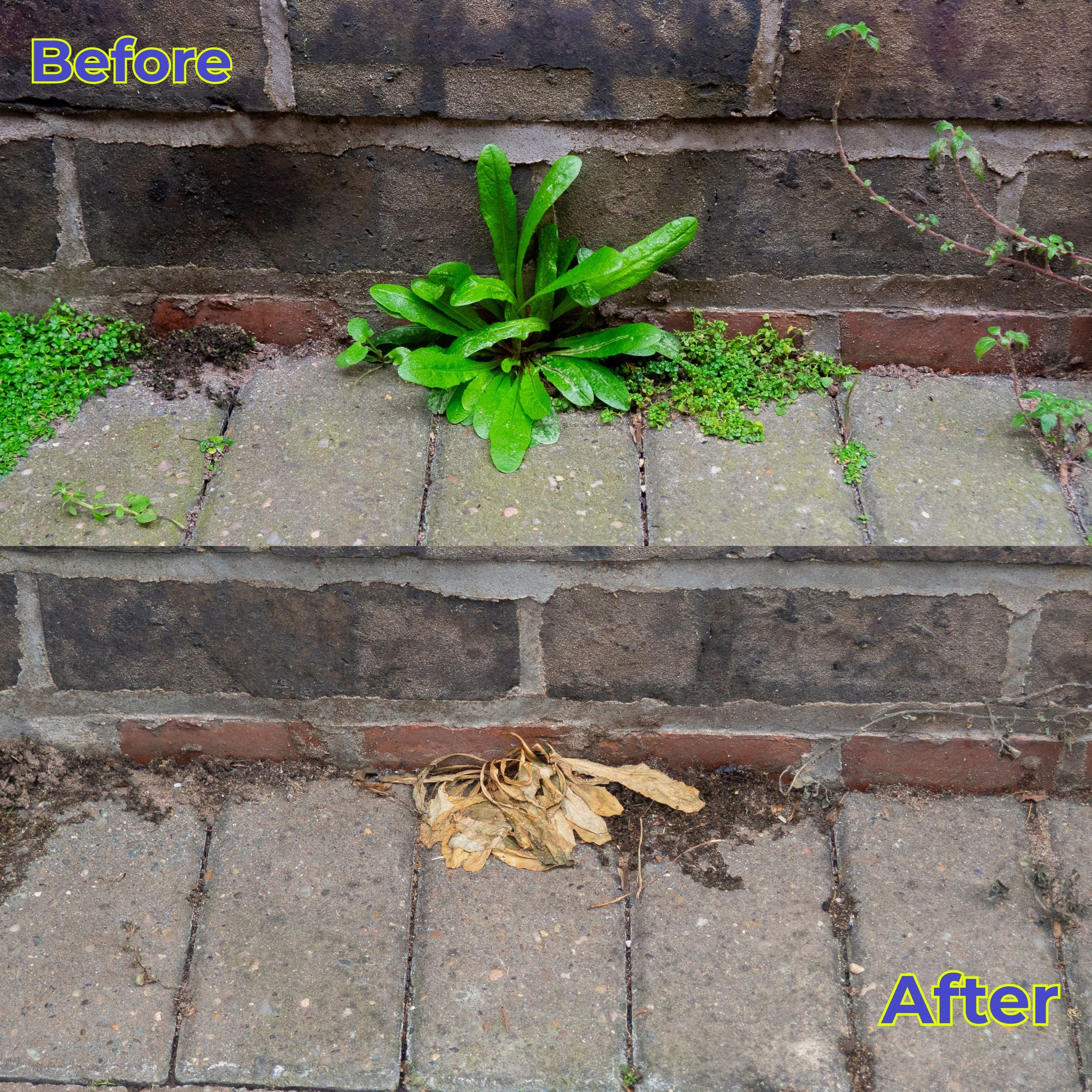 Comparison of a garden bed with plants before and after maintenance on a brick wall.