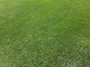 Artificial Grass Cleaner | AstroTurf Deodoriser
