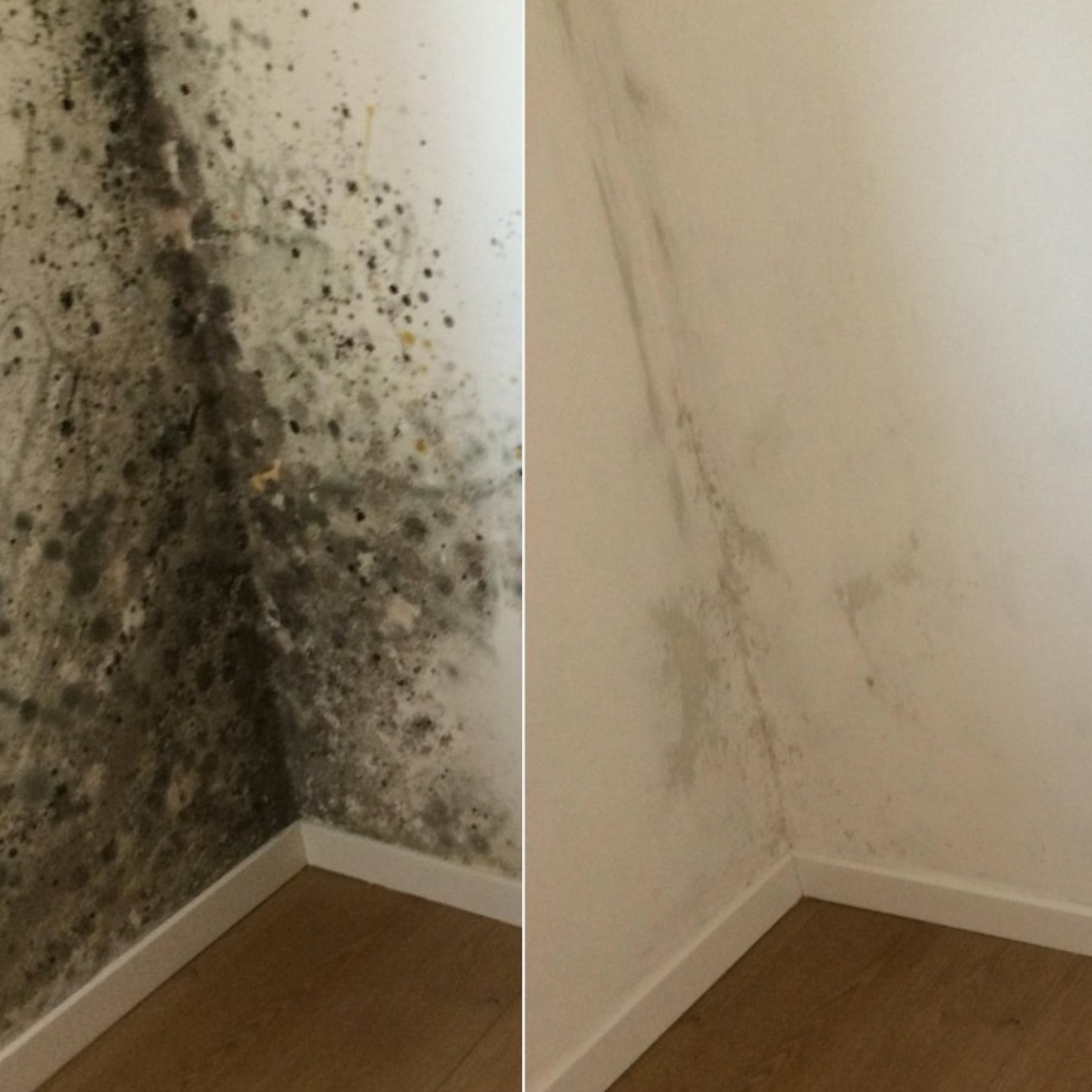 Breathe Easy: A Comprehensive Guide to Mould Removal in Your Home