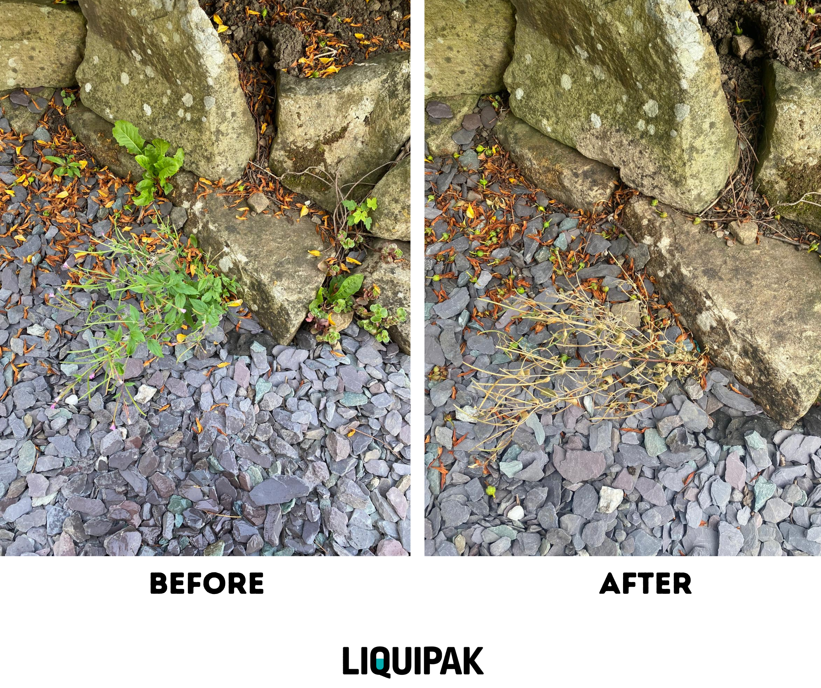 Comparison of garden bed with and without LIQUIPAK Weed Killer product application.