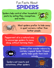 Educational infographic about spiders with colorful text boxes and spider illustrations.