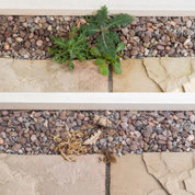 Close-up of a stone pathway with pebbles and small plants