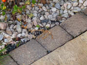Magic Weed Killer Before & After Images | Liquipak