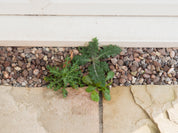 Magic Weed Killer Before & After Images | Liquipak