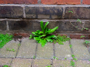 Magic Weed Killer Before & After Images | Liquipak