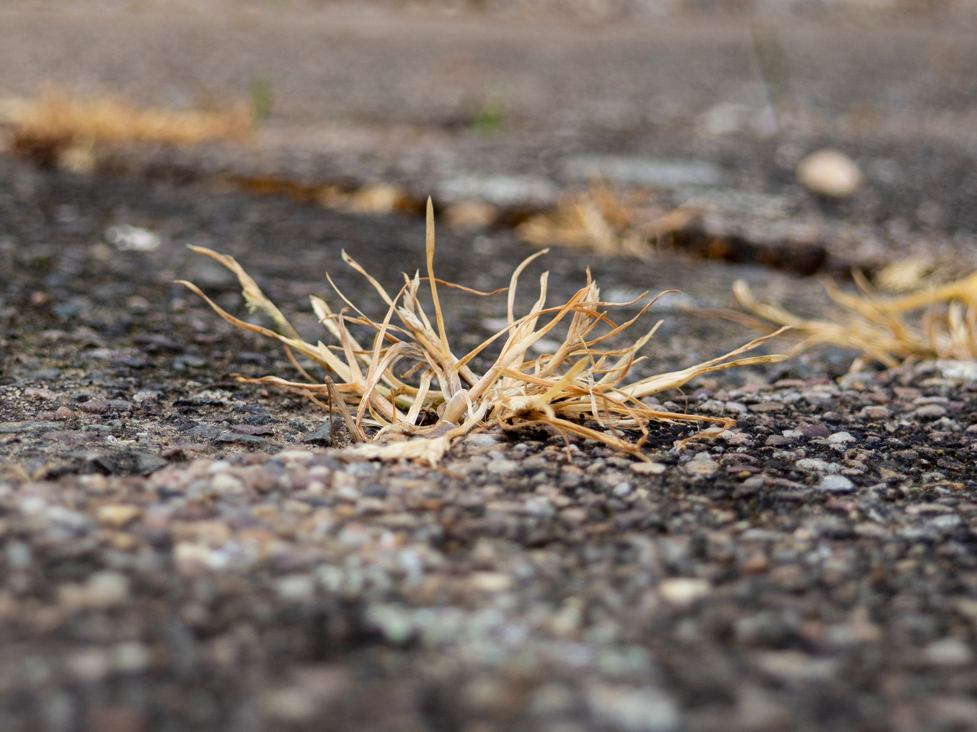 Magic Weed Killer Before & After Images | Liquipak